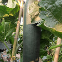 Iron-Heart Black Missile Winter Melon, 50 Seeds