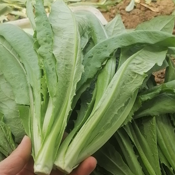 All-Season Youmai Cai Seeds, 10g