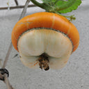 Hezhichun Turk's Turban Pumpkin, 10 Seeds
