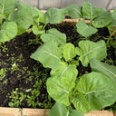 Jiemei Taoshan Chinese Broccoli Seeds, 10g