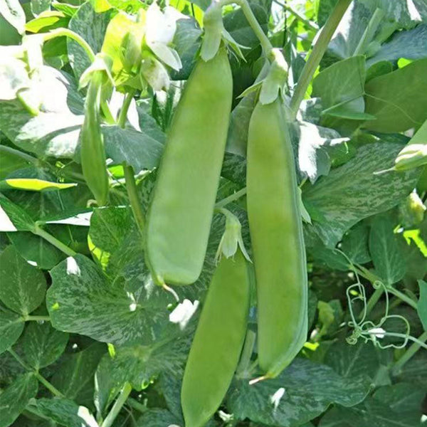 Sweet & Crispy Snow Pea Seeds, 10g Per Bag