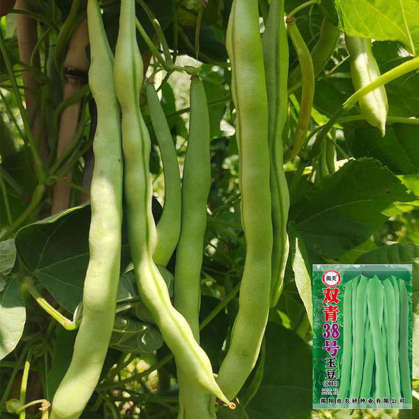 'Shuangqing No.38' Green Bean Seeds, 25g