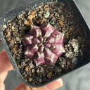 Gymnocalycium mihanovichii 'Day Dream', 2.5cm