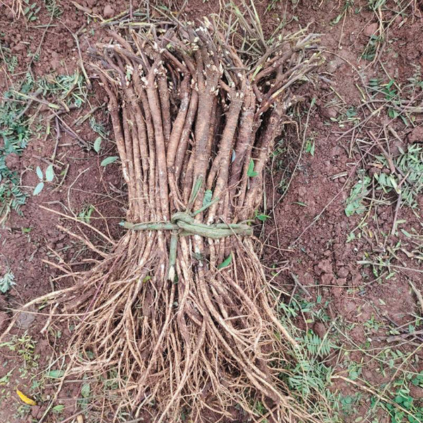 Hedysarum Polybotrys, 30 Seeds