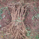 Hedysarum Polybotrys, 30 Seeds
