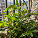 Willow-Leaf Red Amaranth Seeds, 10g