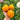85 Ochre Pear F6 Tomato, 5 Seeds