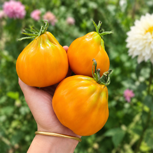 85 Ochre Pear F6 Tomato, 5 Seeds