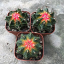 Gymnocalycium stenopleurum 'Artificial Variegated', 6-7cm
