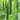 'Fuyang No.2' F1 Cucumber Seeds, 25g
