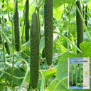 'Fuyang No.2' F1 Cucumber Seeds, 25g