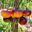 446 Alice's Dream Tomato, 5 Seeds