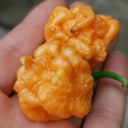 U2224 Orange-Yellow Carolina Reaper, 5 Seeds