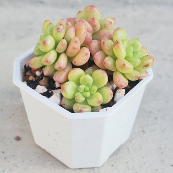 Echeveria cv. 'Shangri-La', 3pcs x 1-head