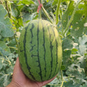 'Super Sweet 2K' Watermelon, 10 Seeds