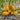 509 Big Cheef Stripes Yellow Tomato, 5 Seeds