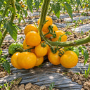 509 Big Cheef Stripes Yellow Tomato, 5 Seeds