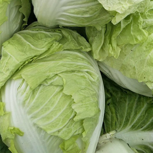 Delicious Compact-head Chinese Cabbage Seeds, 5 × 4g Bags