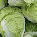 Delicious Compact-head Chinese Cabbage Seeds, 5 × 4g Bags