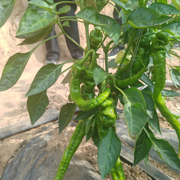 Julong 828 Long Pepper Seeds, 1000 Seeds