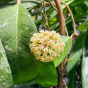 Whorled Wax Plant, 5 Cuttings