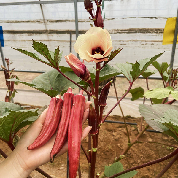 Fruit Red Okra Seeds, 10g