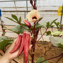 Fruit Red Okra Seeds, 10g