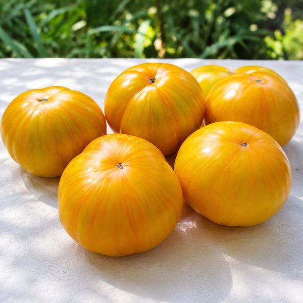 79 Yellow Radiance Tomato, 5 Seeds