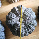 Honey Black No.2 Pumpkin Seeds, 10g
