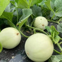 Haoyu Sweet Melon Seeds, 100 Seeds