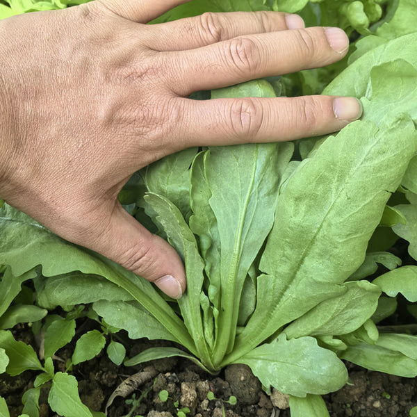 'Jiemei' Large-Leaf Garland Chrysanthemum Seeds, 10g