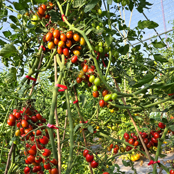 321 Blood Drop Tomato, 5 Seeds