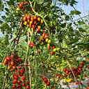 321 Blood Drop Tomato, 5 Seeds