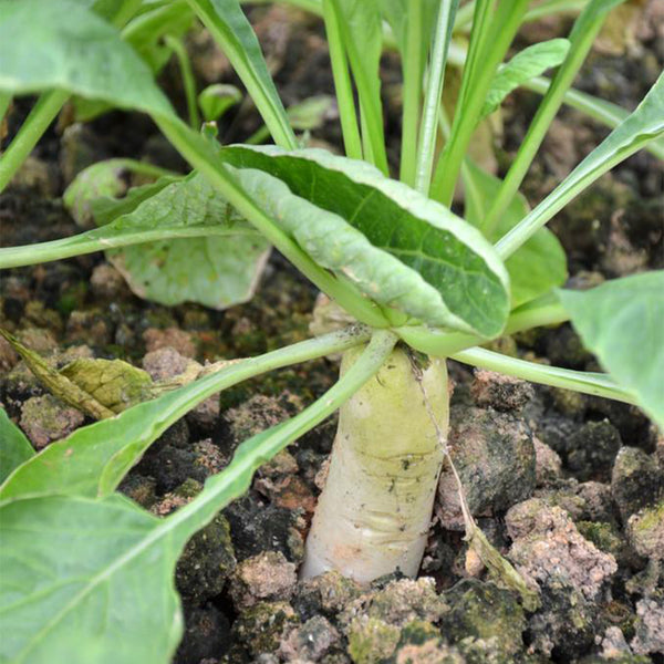 'Xinxuan 13-6' Early-Maturing Radish Seeds, 20g