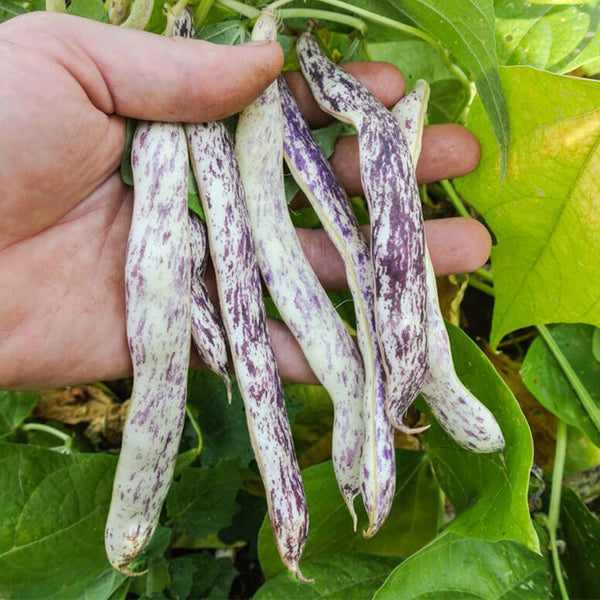 Purple Speckled Kidney Bean, 50 Seeds