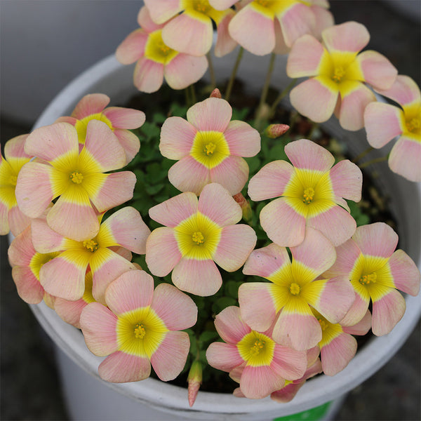 Oxalis obtusa Series Bulb - 'Day Dream C', 1 Bulb
