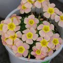 Oxalis obtusa Series Bulb - 'Day Dream C', 1 Bulb