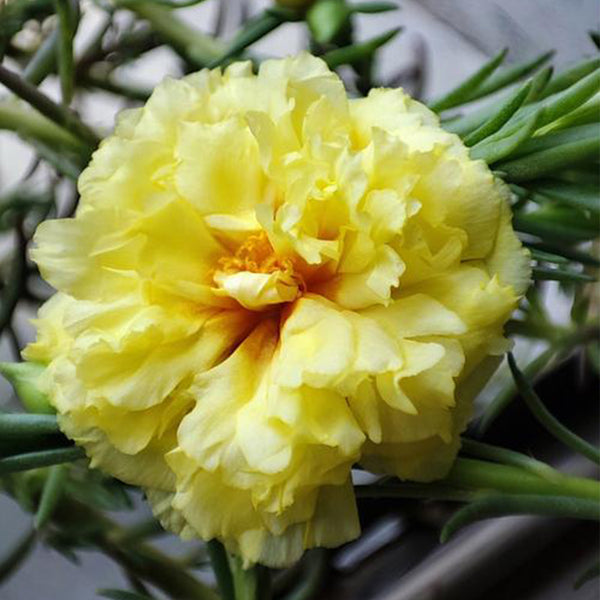 Hezhichun Yellow Moss-Rose Purslane Seeds, 1g