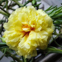 Hezhichun Yellow Moss-Rose Purslane Seeds, 1g