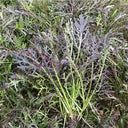 Fine-Leaf Purple Mustard Seeds, 10g