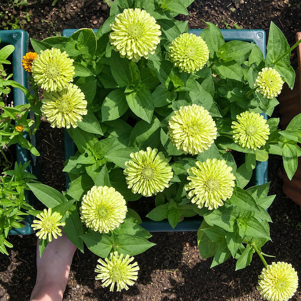 W1349 Envy Zinnia, 100 Seeds