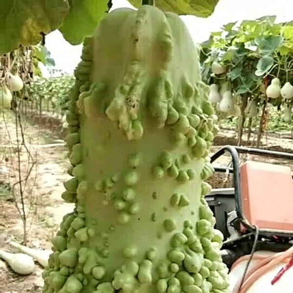 Knobbly Flower Head Gourd, 2 Seeds