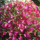 Flowering Tobacco Seeds (Nicotiana alata), 5000 Seeds