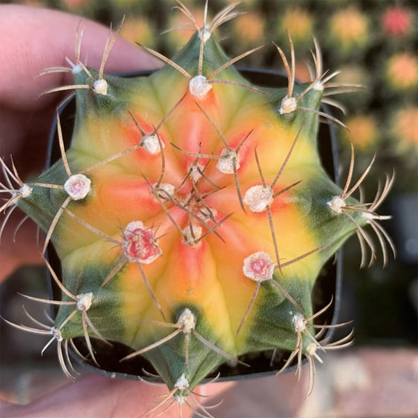 Gymnocalycium mihanovichii 'Yellow Variegata', 3-4cm
