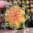 Gymnocalycium mihanovichii 'Yellow Variegata', 3-4cm
