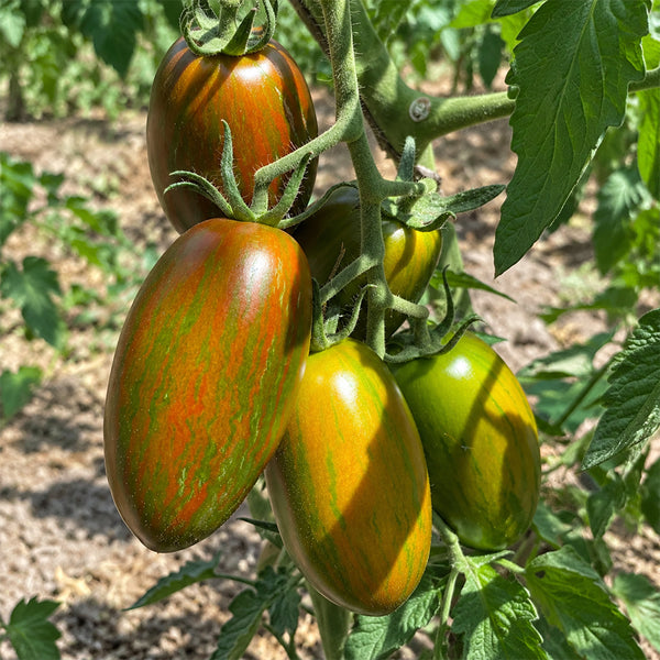 34 MärchenMonster Tomato, 5 Seeds