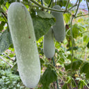 Baocui F1 Hybrid Hairy Gourd, 50 Seeds