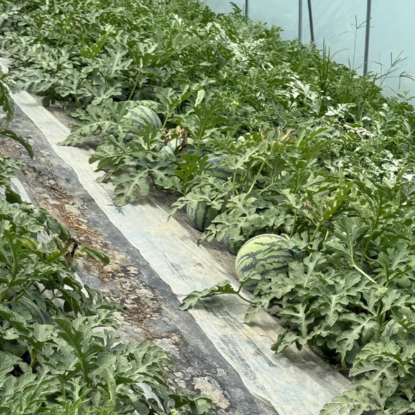 Meijia 84-24 Hybrid Watermelon, 30 Seeds