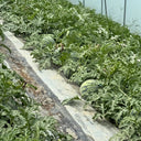 Meijia 84-24 Hybrid Watermelon, 30 Seeds