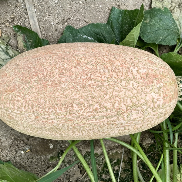 Halloween Pumpkin, 10 Seeds